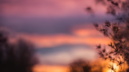 Obraz premium Sunset, blurred background out of focus 