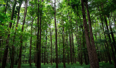 Lush dark green forest Beauty nature background