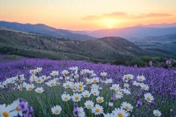 Fototapeta premium Scenic lavender field with a sunrise in the background