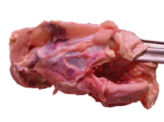 chicken carcass handle by food tong