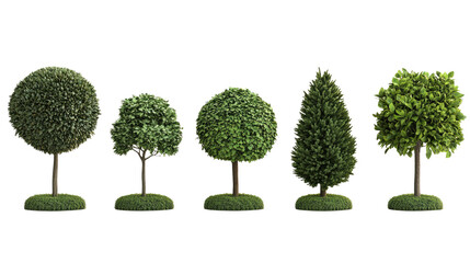 Variety of Green Trees with Different Shapes and Sizes for Landscaping