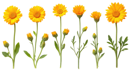 Bright Yellow Flowers with Buds and Blooms on Transparent Background