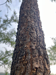 camouflage spider on the tree
