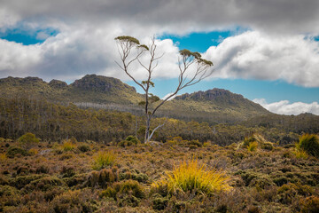tasmanian landscape 