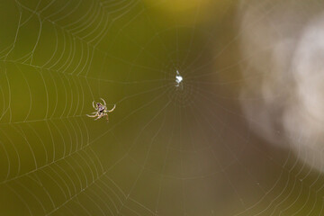 spider on web