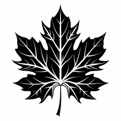 Silhouette Design of a Sycamore Leaf with Bold Outline and Detailed Lobes in a Natural Botanical Style