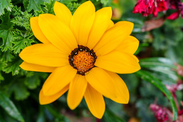 Close-up of golden Dimorphotheca sinuata flowers in bloom