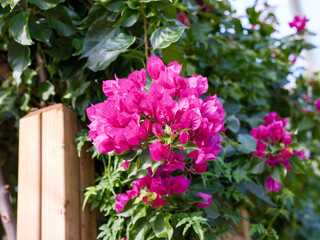 Close-up of purple bougainvillea flowers in bloom