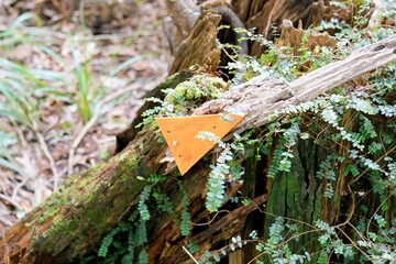 Orange Waypoint Marker on Tree Trunk in Dark Forest Pointing Right