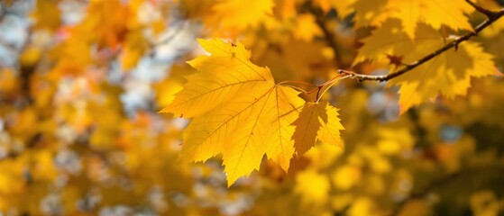 Fototapeta premium Close-up of a yellow autumn leaf. A bright orange tree changes with a blurred bokeh background. Golden colors in the park on a light, sunny, and warm October day. 
