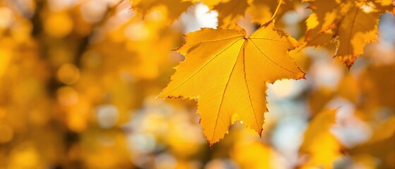Fototapeta premium Close-up of a yellow autumn leaf. A bright orange tree changes with a blurred bokeh background. Golden colors in the park on a light, sunny, and warm October day. 
