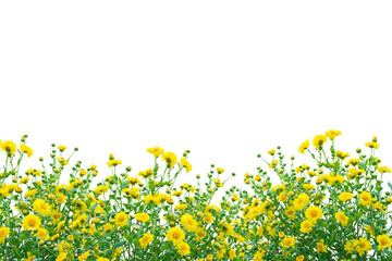 Yellow flower bush isolated