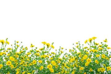 Yellow flower bush isolated