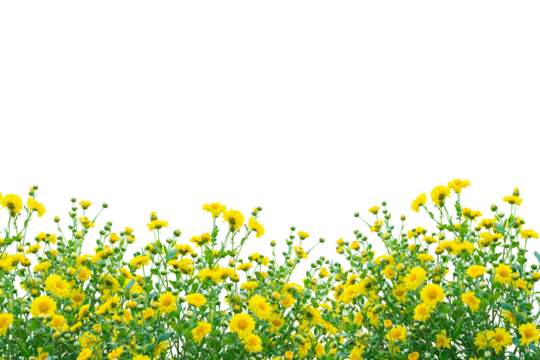 Yellow flower bush isolated