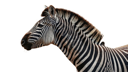 Fototapeta premium Zebra isolated on white background