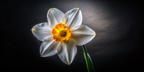 Fototapeta premium Dark Bloom: Narcissus Flower in Low Light, Black Background Stock Photo