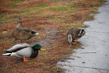 Un grupo de patos silvestres disfrutando de un momento de relajación en un entorno sereno. Ideal para ilustrar temas relacionados con la naturaleza y la vida salvaje.