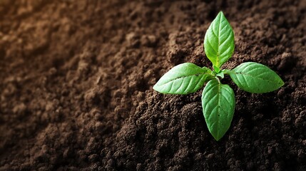 Earth's Essence: A Close-Up of Natural Soil