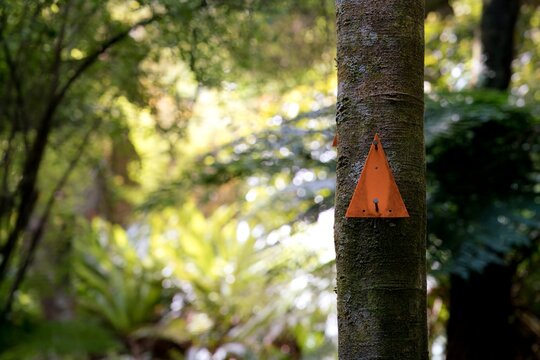 Orange Waypoint Marker on Tree Trunk in Dark Forest - Hiking Trail
