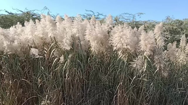 phragmites australis head or reed grass flower Head 