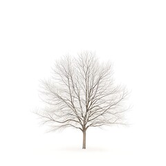 Obraz premium Tree isolated on white background