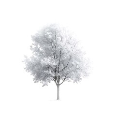 Obraz premium Tree isolated on white background