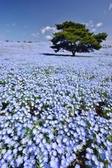 咲き誇るネモフィラの群生
