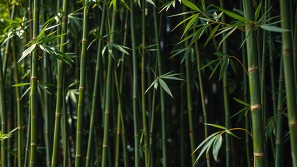 Lush Bamboo Forest - Natural Photography - AI Generated Image