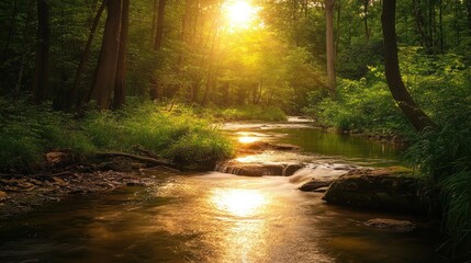 Obraz premium Sunlit Stream Flowing Through a Lush Forest