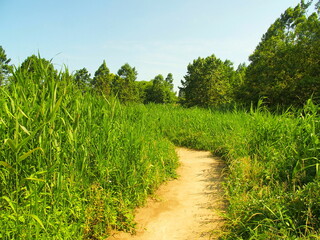 初夏の水元公園の小道のある葭原風景