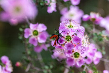 Close-up of beetle on purple flowers