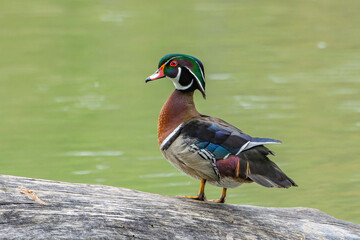 A male wood duck, Aix sponsa, perched at the Inglewood Bird Sanctuary, Calgary, Alberta, Canada