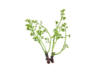 Siamese neem tree, Nim, Margosa, Quinine (Azadirachta indica A. Juss. Var. Siamensis Valeton)