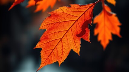 Obraz premium Stunning Orange Autumn Aspen Leaf, Sharp Focus, Bright Colors, Deep Mood