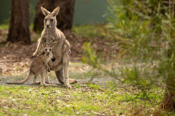A female Eastern grey kangaroo (Macropus giganteus) with Joey. Late afternoon. Victoria.