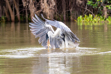Ein Cocoireiher erbeutet fliegend einen Fisch aus einem Fluss in der Seitenansicht