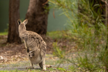 A female Eastern grey kangaroo (Macropus giganteus) with Joey in pouch. Late afternoon. Victoria.