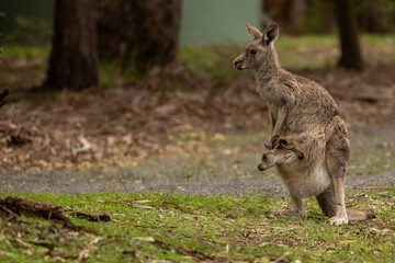A female Eastern grey kangaroo (Macropus giganteus) with Joey in pouch. Late afternoon. Victoria.