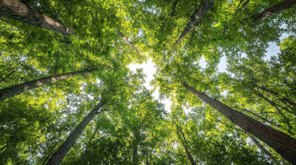Fototapeta premium Lush green trees tower overhead, creating vibrant canopy that filters sunlight. serene view from below invites sense of peace and connection with nature