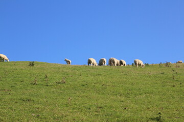 Fototapeta premium Sheep on Otago Peninsula, Dunedin, New Zealand