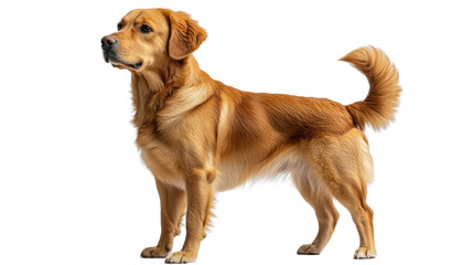 golden retriever puppy isolated on white background 