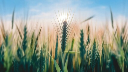 Obraz premium Blurred golden sunlight shining through wheat fields with a sharp focus on delicate wheat stalks