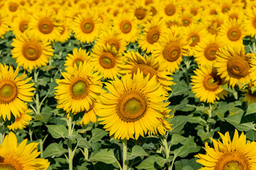 Fototapeta premium Close-up of sunflowers in agricultural field at sunrise with a clear sky.