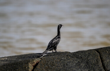 Little Black Cormorant on a lake in natural conditions at dawn in the country of Thailand