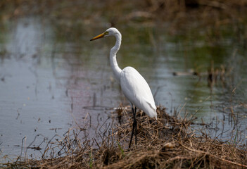 white heron on a lake in natural conditions at dawn in the country of Thailand