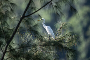white heron on a lake in natural conditions at dawn in the country of Thailand