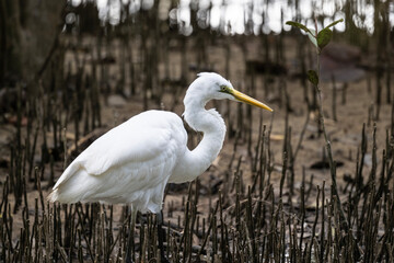 white heron on a lake in natural conditions at dawn in the country of Thailand