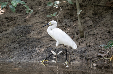 white heron on a lake in natural conditions at dawn in the country of Thailand