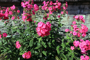 blooming pink phlox (paniculate) in a flowerbed near a concrete wall