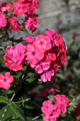 a branch of blooming pink phlox illuminated by bright summer sun